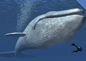 ആഷിഷ്കച്ചോളിയ ഓഹരി വിപണിയിലെ തിമിംഗലം