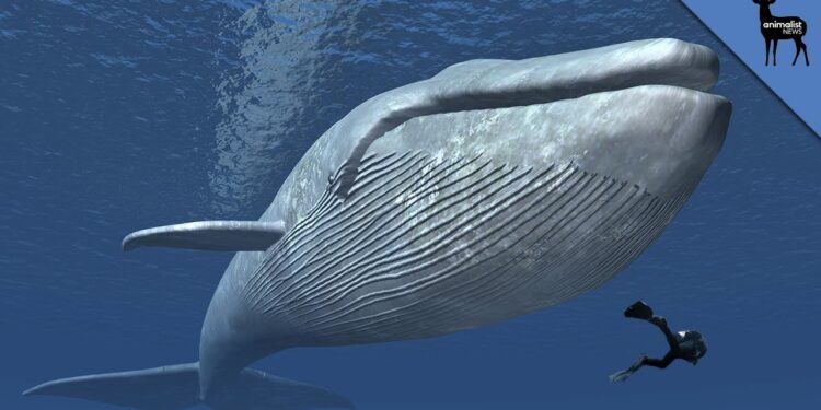 ആഷിഷ്കച്ചോളിയ ഓഹരി വിപണിയിലെ തിമിംഗലം